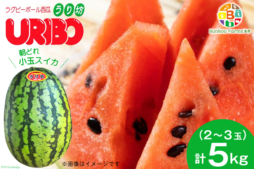 DE276 【令和9年度出荷分】 小玉スイカ「うり坊」5kg（1.7kg以上×2～3玉） ～名水百選の里 島原産～