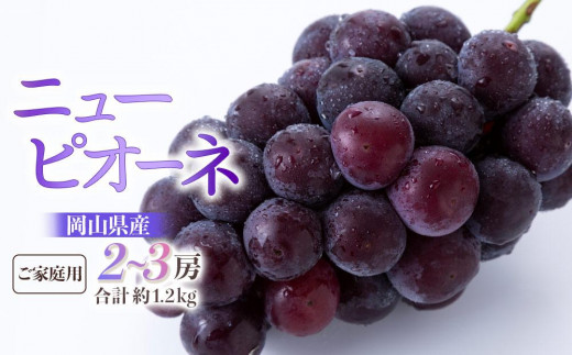 ぶどう 2026年  ご家庭用 ニュー ピオーネ 2～3房 合計約1.2kg ブドウ 葡萄 岡山県産 国産 フルーツ 果物 ギフト