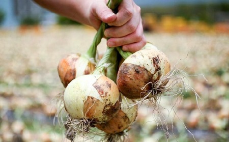 【新玉ねぎ】極上の味　淡路島の極味玉ねぎ　10kg　◆配送3月中旬～5月中旬