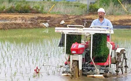 お米の定期便 農薬不使用米 太地米完熟 【こしひかり】 白米5kg×3か月連続 ブランド米 お米 精米 白米 人気 F7X-0412