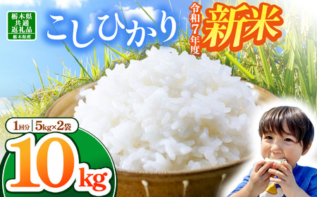 【栃木県共通返礼品】【令和7年度産】栃木県産コシヒカリ 10kg | ふるさと 納税 コシヒカリ お米 精米 白米 玄米 大粒 共通返礼品 送料無料 那珂川町 栃木県