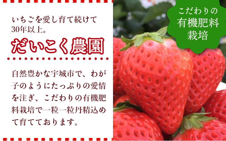 【2026年3月発送】 先行予約 季節限定! 新鮮朝摘みいちご「さがほのか」約1.5kg (250g×6パック)だいこく農園合計1.5kg