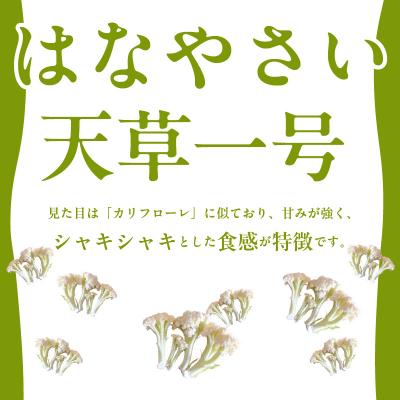 ふるさと納税 天草市 スティックカリフラワー (天草一号)600g_S150-006 |  | 01