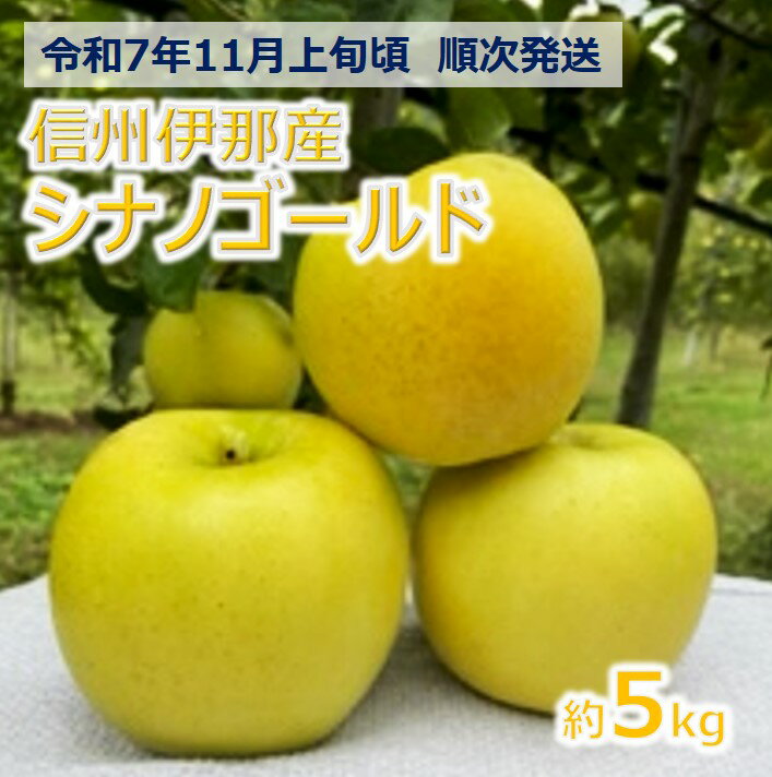 【ふるさと納税】【012-14】令和7年11月上旬発送　日持ちもよく、大人気、シナノゴールド5キロ（りんご・リンゴ・林檎）　長野県　伊那市　ふるさと納税　与古美