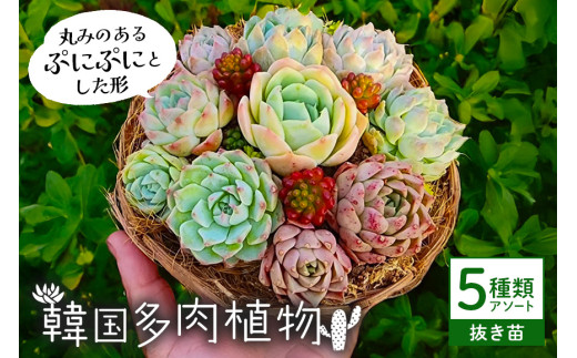 韓国多肉植物 抜き苗 アソート 5種類 詰め合わせ 多肉植物 観葉植物 インテリア 寄せ植え 誕生日プレゼント オシャレ 多肉 観葉 おまかせ セット 植物 苗 種類 色々 ランダム 農園直送 栽培 ガーデニング 寄せ植え用 韓国苗 多肉専科