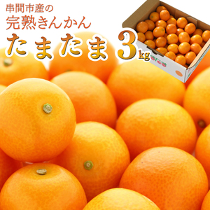 AA-C1 串間市産の完熟きんかん「たまたま」(2L・計3kg)【串間市大束農業協同組合】