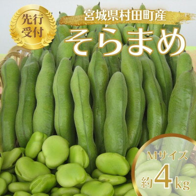 【ふるさと納税】【先行予約2026年】そらまめ 約4kg Mサイズ 宮城県村田町産【配送不可地域：離島】【1451278】