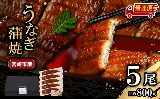 【最速便】【日時指定可能】宮崎県宮崎市産　うなぎの蒲焼　約800g（約160g×5尾）タレ・山椒セット_M325-008-2W