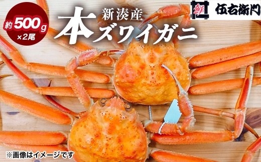 【伍右衛門】新湊産本ズワイガニ約500g×2尾｜ずわい蟹 ずわいガニ ズワイガニ 本ズワイガニ 本ずわいがに カニ 蟹 かに かにしゃぶ カニしゃぶ 蟹しゃぶ かに鍋 カニ鍋 蟹鍋 かに味噌 カニ味噌 かにみそ 魚貝類 魚介類 ボイル 国産 富山 富山湾 北陸 富山カニ 北陸カニ  ※2026年11月～発送 ※発送まで1か月以上かかる場合があります。