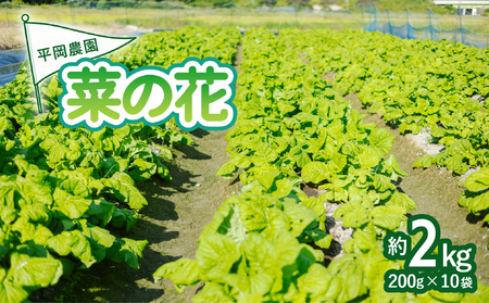 平岡農園の海陽町産菜の花 約２㎏セット（約200g×10袋） 菜の花 約2kg なのはな 