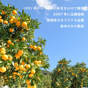 【2026年1月下旬ごろ順次発送】甘平 かんぺい 約 3kg | 柑橘 みかん 蜜柑 ミカン 愛媛 中島 オリジナル 柑橘 ブランド 高級 糖度【SHM0041】
