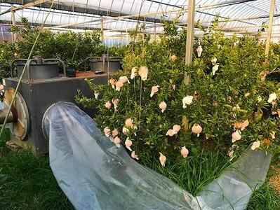 ［2箱セット］ハーフ 化粧箱 柑橘の大トロ ハウス せとか 厳選 8玉入 × 2箱 南泰園