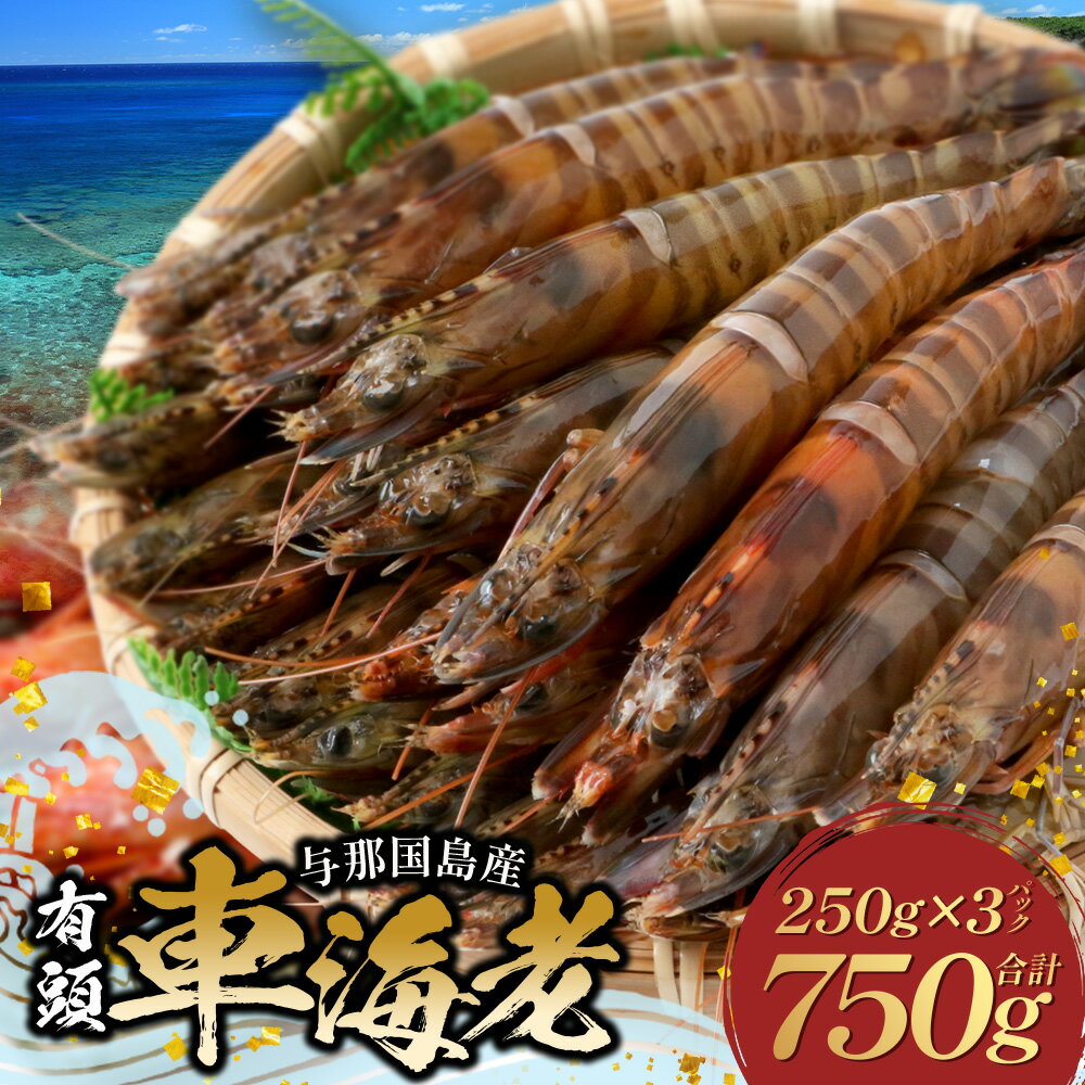 【ふるさと納税】こだわりの車海老 有頭車海老 冷凍 250g×3パック 合計750g ｜与那国島 沖縄 与那国 車エビ クルマエビ 車えび くるまえび エビフライ 炒め物 揚げ物 和食 洋食 養殖 お祝い 縁起物 贈答 プレゼント 贈り物 炉端焼き