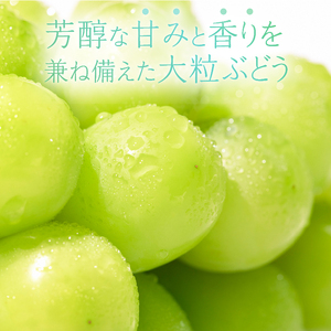【2024年先行予約】八ヶ岳南麓の天然水で育てたシャインマスカット 1.0㎏以上(2~3房程度)　※特選　【 山梨県産 シャインマスカット 北杜市産 シャインマスカット 先行予約 シャインマスカット 