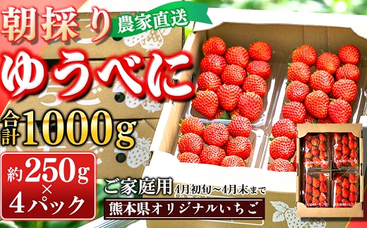 【先行予約】農家直送 南関町産いちご(ゆうべに) 計1kg 4パック 家庭用 4月初旬～末まで 順次発送　Sから3Lまで混在