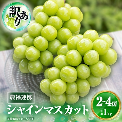 
                  2026年先行受付＜見た目は訳あり?味は満足!＞農福連携シャインマスカット計1kg＜ご家庭用＞【1679907】
                