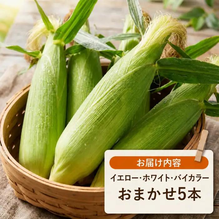 【先行予約】（2026年11月~順次発送）【とうもろこし】 5本 ( イエロー 、 ホワイト 、 バイカラー からランダム) 高知県産 とうもろこし