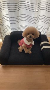 【手作り】 ペットソファ マノン ペットソファ