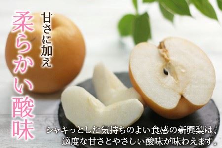 【先行予約】 木下農園のみくに梨 「新興梨」5kg（10～12玉）【2024年10月5日～10月20日発送予定】【A-12103】