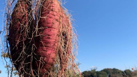 【 先行予約 2024年10月下旬以降発送 】訳あり 無選別 熟成 農家直送 八千代町産 シルクスイート 生芋 約 10kg 農家直送 熟成 イモ 芋 いも おやつ デザート 秋 [AX035ya]
