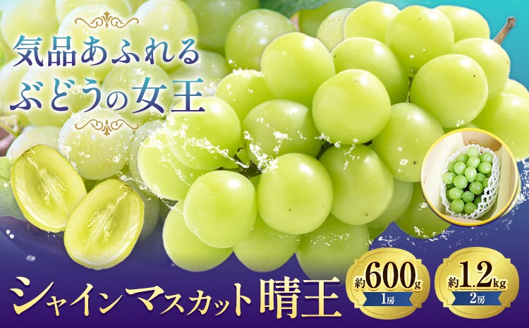 
                  【先行予約】ぶどうシャインマスカット 晴王 選べる 約 600g 1房 または 約 1.2kg 2房 株式会社藍《9月上旬-10月下旬頃出荷》 岡山県 浅口市 岡山県産 ぶどう フルーツ 果物 くだもの マスカット 送料無料 【配送不可地域あり】
                