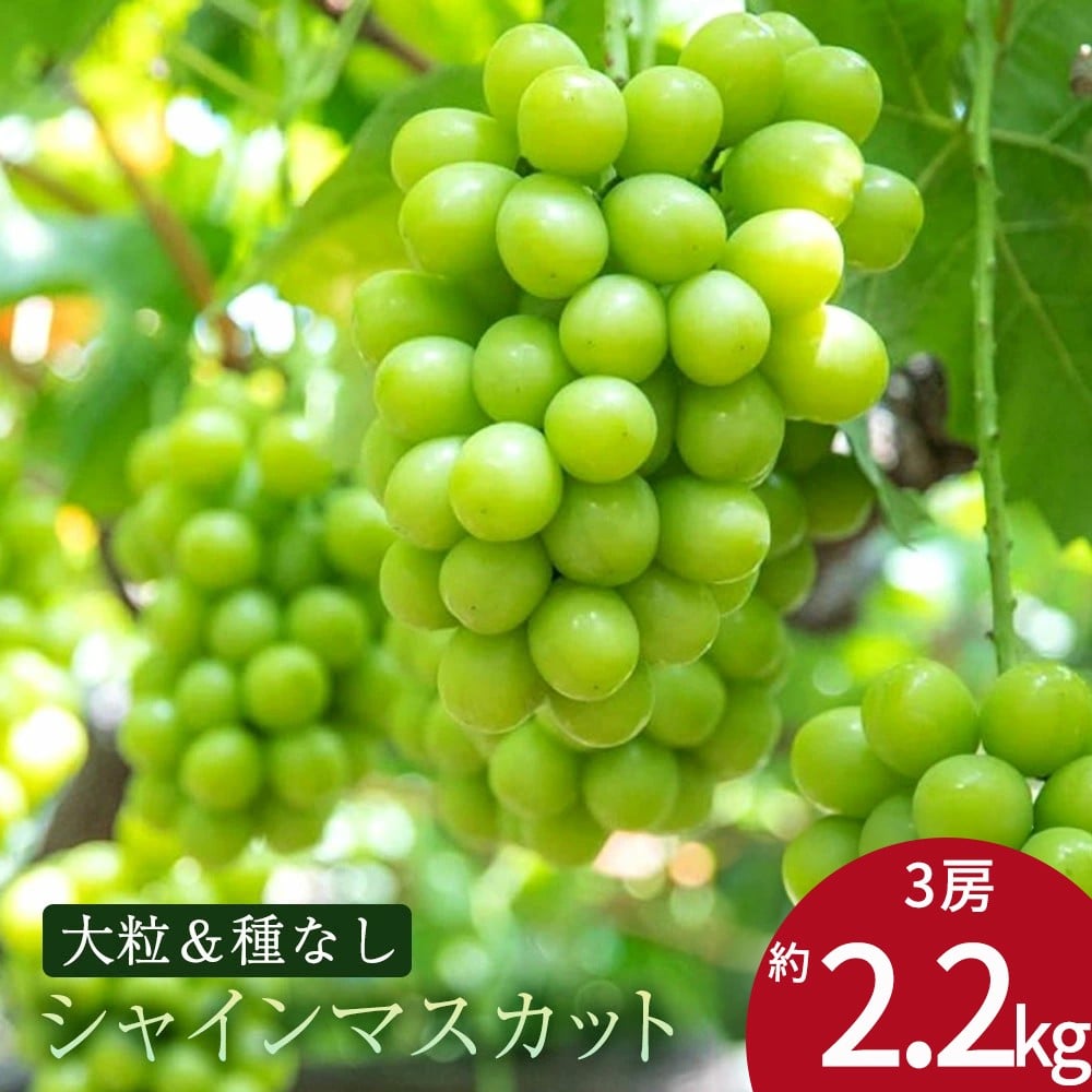 
            【ふるさと納税】 期間限定 シャインマスカット 期間限定 3房(約2.2kg) ぶどう マスカット 旬 糖度 皮ごと 種なし 送料無料 ギフト 贈答用 国産 食品 フルーツ お取り寄せ お取り寄せグルメ
          