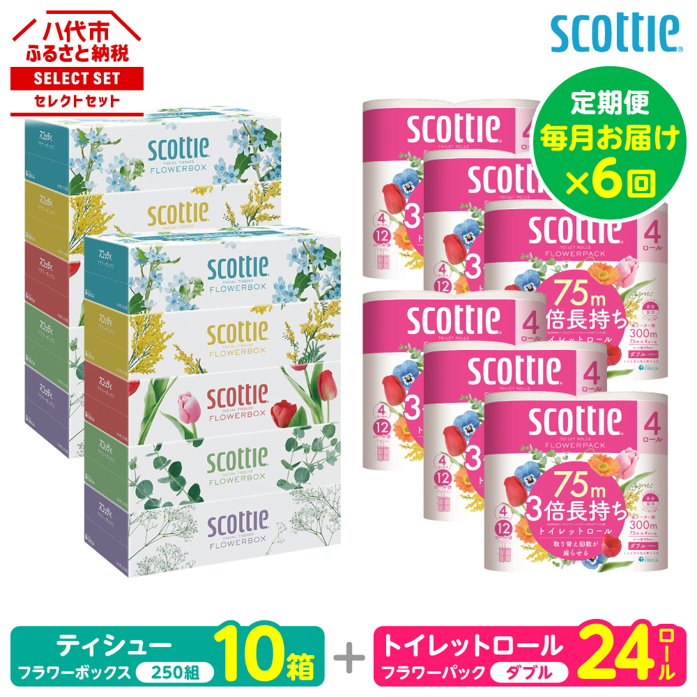 【定期便6回】【毎月お届け】【スコッティ】 組み合わせ ティシュー フラワーボックス 250組 10箱 計60箱 トイレットロール ダブル フラワーパック 3倍長持ち 24ロール 計144ロール 備蓄