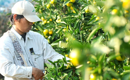 極早生みかん 約5kg S・M・Lサイズ 《赤秀》和歌山県下津町産 産地直送 【北海道・沖縄県・一部離島 配送不可】［Mg21］
