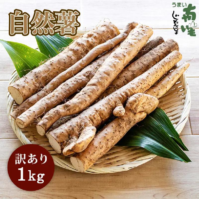 【期間限定発送】自然薯 訳あり 自然薯 1㎏ とろろ