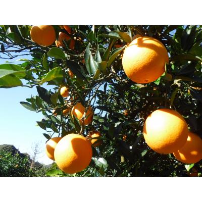 ふるさと納税 新宮町 九州・福岡フルーツ王国.農家直送.ネーブル約3kg/2026年12月〜2027年1月配送.AB544 |  | 03