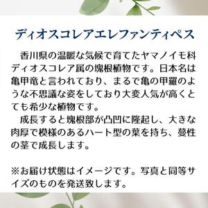ディオスコレアエレファンティペス実生株 1本