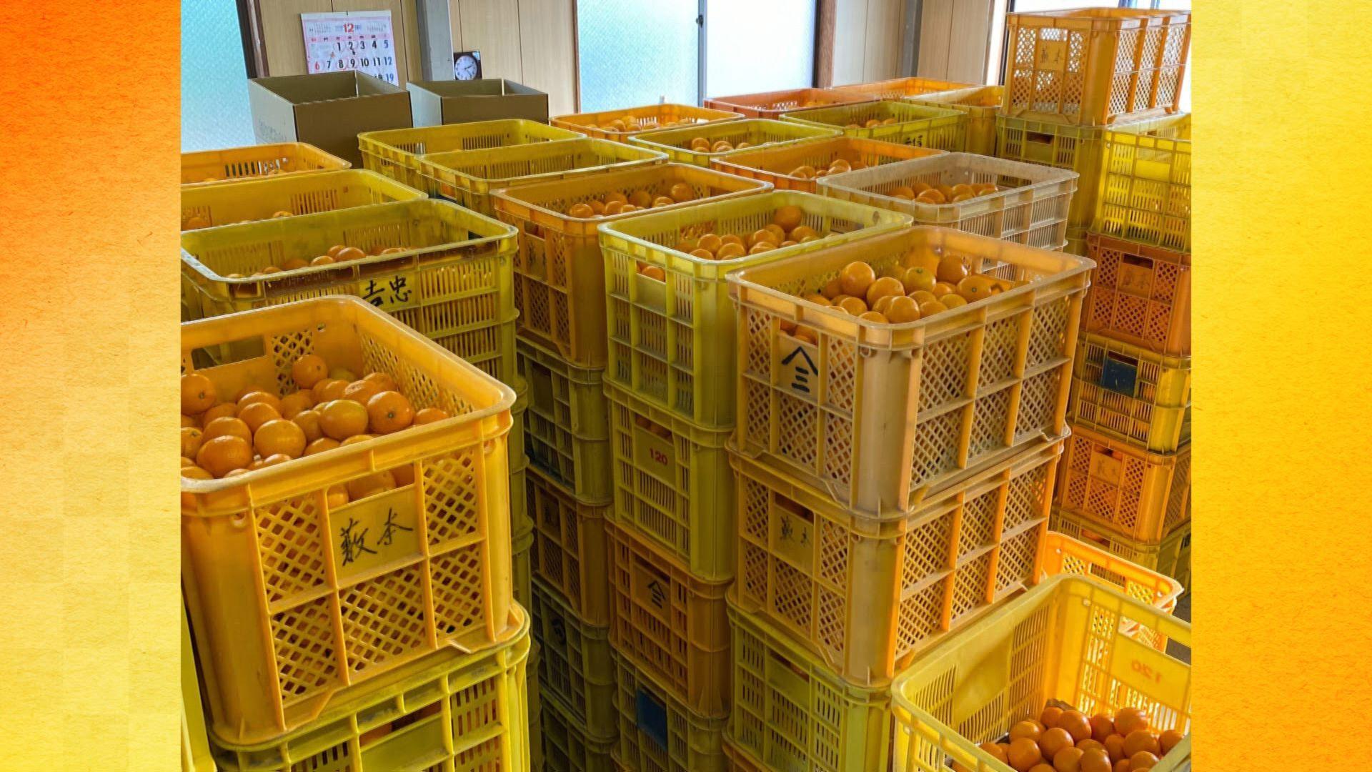 熟成　有田みかん 3kg（約30個）