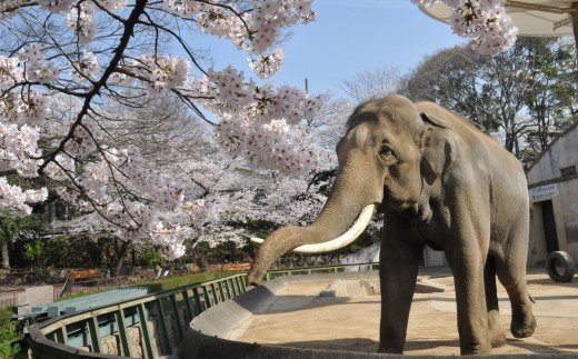王子動物園グッズ＆年間パスポート