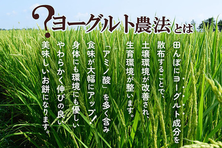 ＜7月中旬発送＞丸もち6か月定期便！ 杵つき餅 380g×3袋（入金期限：2025.6.25）