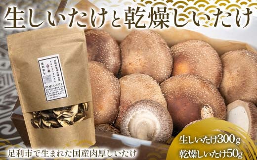 
            純国産菌床しいたけ 生しいたけ300g、乾燥しいたけ50gセット 国産 野菜 椎茸 栃木 F7Z-1351
          