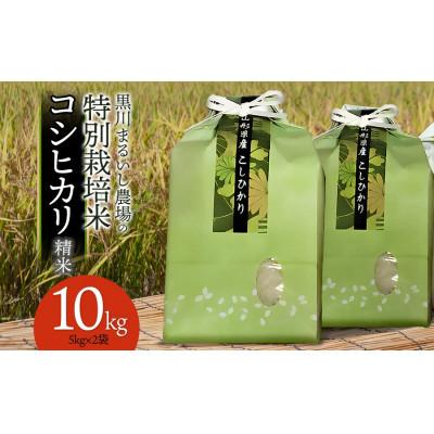 ふるさと納税 鶴岡市 【令和7年産】特別栽培米コシヒカリ 精米 10kg(5kg×2袋) 黒川まるいし農場[K-784]