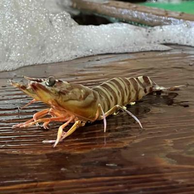 ふるさと納税 上島町 急速冷凍活きな車えび(無頭)〔冷凍くるまえび無頭8〜10尾(140g)×4袋〕 |  | 02