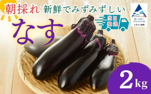 なす 2kg (20個以上) なす ナス 茄子 野菜 | 石川県 小松市 JAあぐり  ar006m01
