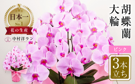 中村洋ランの胡蝶蘭　大輪　3本立ち　ピンク ／ 胡蝶蘭