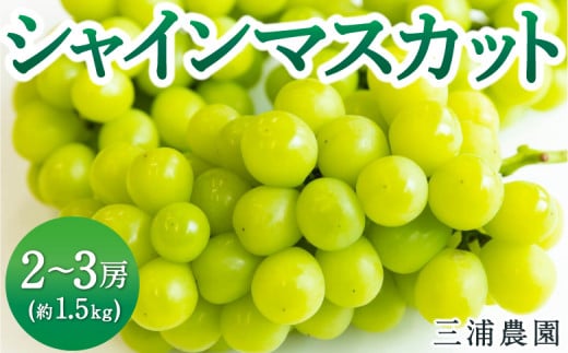 【先行予約】 三浦農園 シャインマスカット 2房から3房 （約1.5kg） 【2025年9月上旬から10月上旬 出荷予定】 葡萄 ぶどう ブドウ 種無し 種なし 果物 くだもの フルーツ 果実 食べる宝石 お取り寄せ 福岡県 うきは市