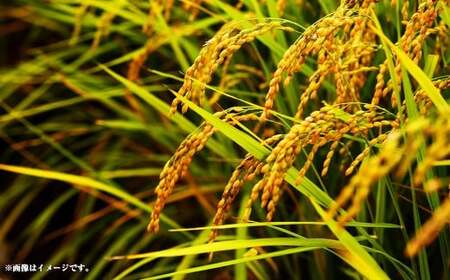 【10営業日発送】【令和7年産】静岡県産コシヒカリ 精米 10kg （5kg×2袋） 【2026年8月下旬迄順次発送予定】 コシヒカリ こしひかり 白米 米 コメ こめ ご飯 ごはん 新米 菊川市 静