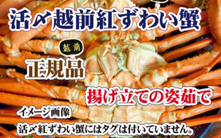 活〆越前 紅ずわいがに × 1杯 旨味満載！！【9月発送分】【浜茹で 紅ズワイガニ 紅ずわい蟹 かに カニ 蟹 姿 ボイル 冷蔵 福井県】希望日指定不可 [e37-x001_09b]