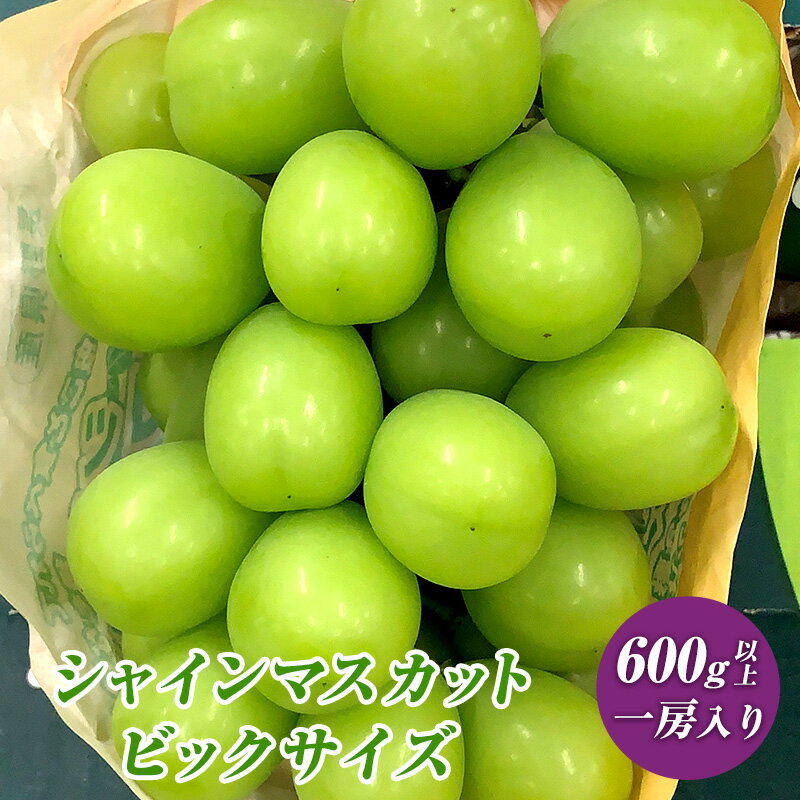 【ふるさと納税】ぶどう 先行予約 長野市産 シャインマスカット ビックサイズ 一房入り 600g以上 葡萄 ブドウ 果物 フルーツ デザート おやつ 信州 大房 大粒 上品な香り 2024年秋発送頃 　お届け：2025年9月中旬～10月上旬