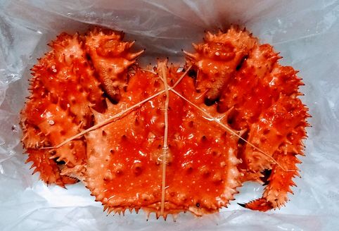 【北海道根室産】花咲がに1kg～1.2kg前後×1尾 C-57021