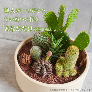 サボテンのオリジナル寄せ植え（小） 本格サボテン 産地直送 サボテン インテリア サボテンギフト プレゼント オシャレ かわいい 人気 多肉植物 [133O01]