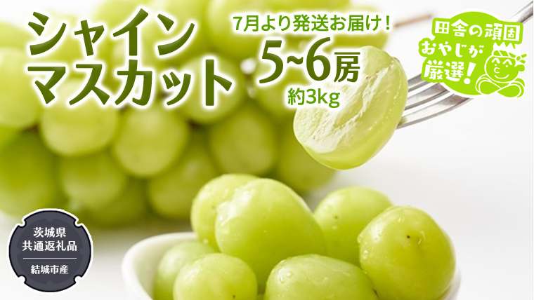 シャインマスカット 約3kg 5?6房【2025年7月から発送開始】 （茨城県共通返礼品 [ぶどう]：結城市産） 田舎の頑固おやじが厳選！ マスカット 種なし 高糖度 ギフト 甘い 美味しい フルーツ