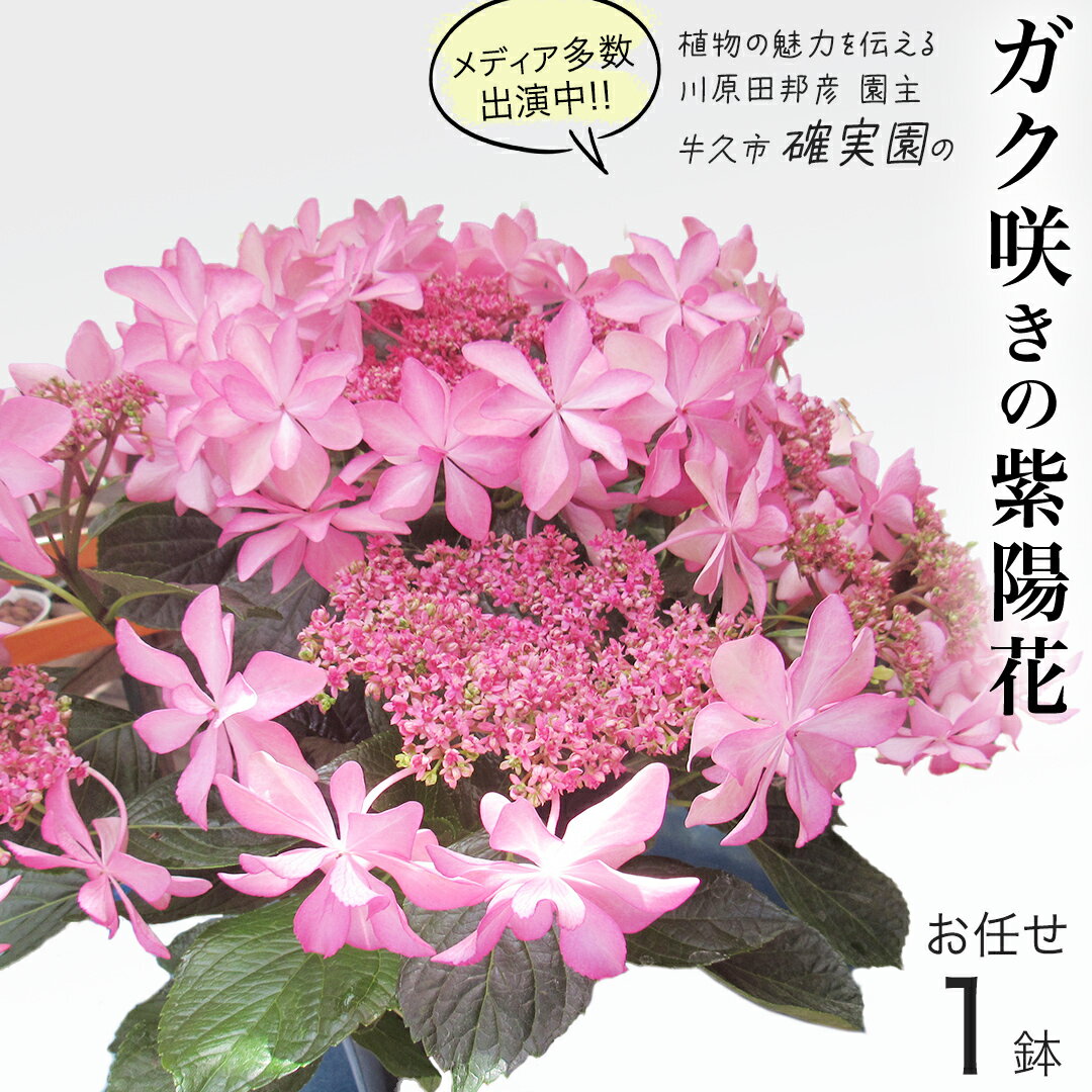 【ふるさと納税】≪先行予約≫アジサイ ガク咲き 【 おまかせ 1点 】【2026年4月上旬頃より発送開始】 植物 花 インテリア フラワー 紫陽花 お花 園芸 初夏 梅雨 ガーデニング