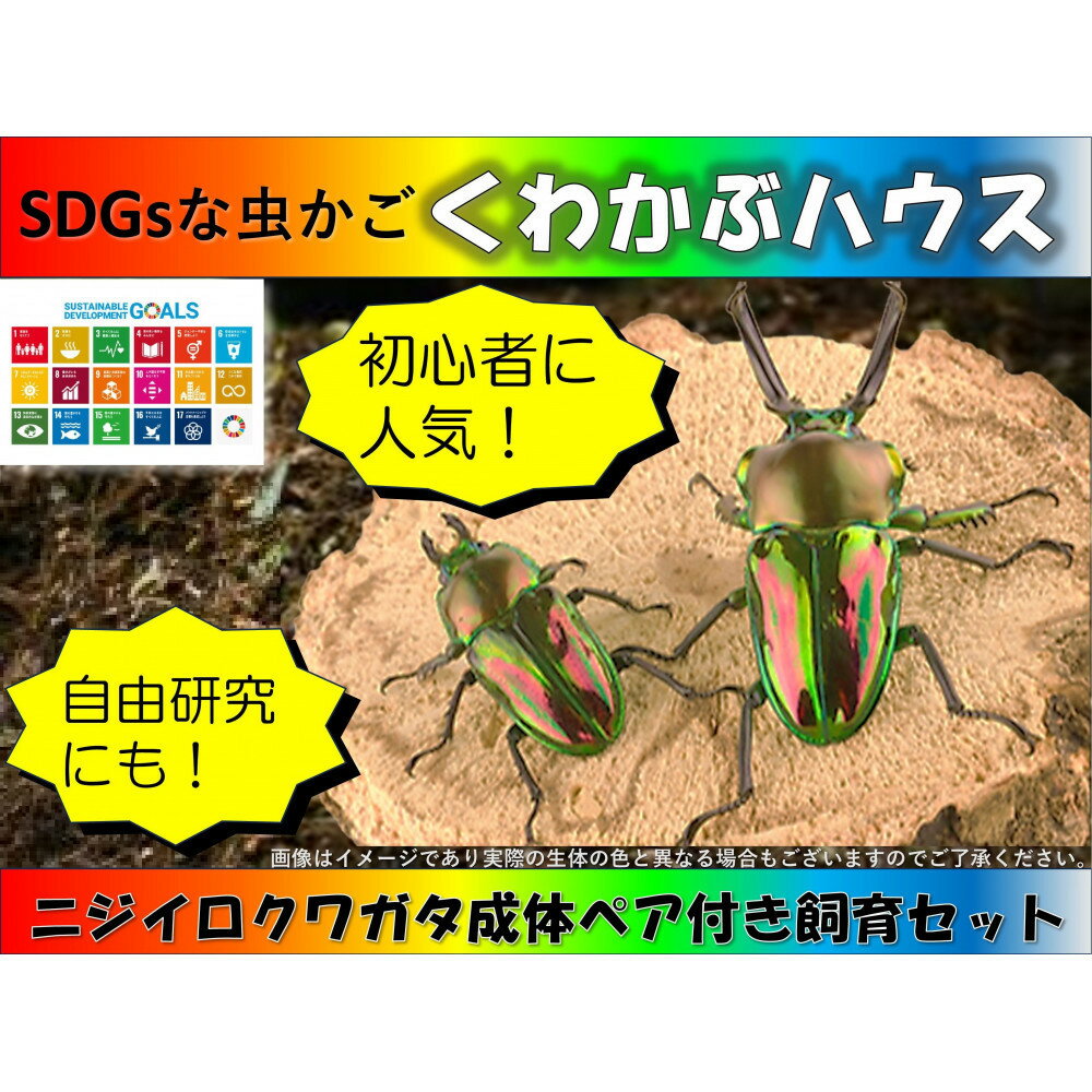 【ふるさと納税】SDGsな虫かご「くわかぶハウス」クワガタ成体ペア付き飼育セット | ペット 昆虫 飼育 セット 人気 おすすめ 送料無料