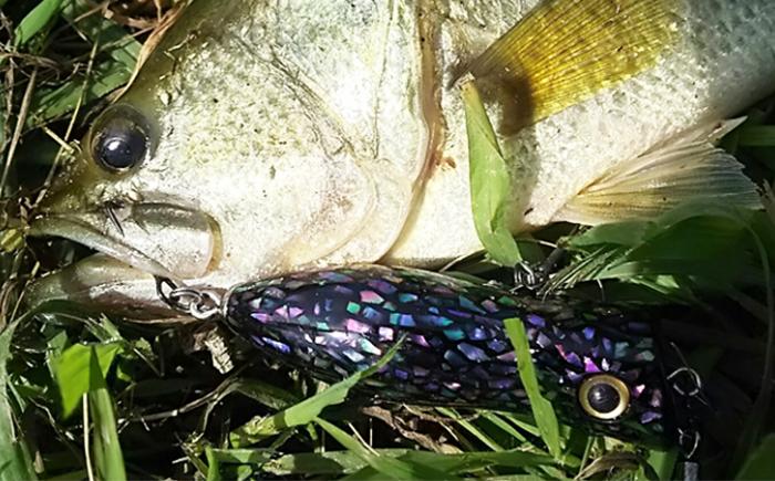 バス釣りに最適です