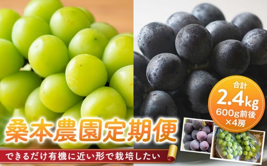 
                  【定期便2回】「できるだけ有機に近い形で栽培したい」 桑本農園 定期便（シャインマスカット・BKシードレス）【シャインマスカット マスカット シードレス 葡萄 ぶどう 果物 くだもの フルーツ セット 定期便 人気 ブドウ 甘い オススメ 島根県 出雲市】
                